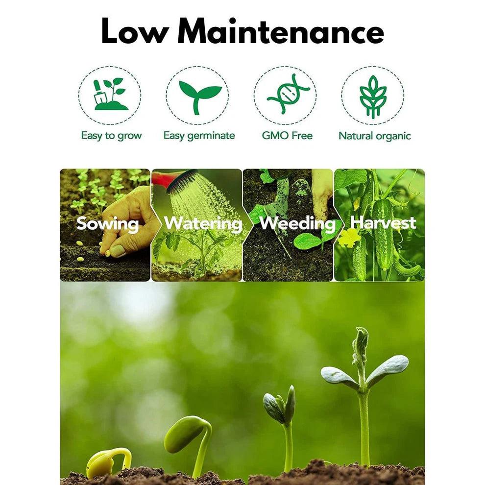 Elegant Climbing Rose Flower Seeds | 🔥Hybrid & Imported Quality🔥